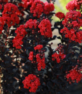 Lagerstroemia 'Black Diamond' Red Hot